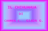 IL CHIHUAHUA DI CARMEN C. GIADA G.. Il chihuahua è un cane di piccole dimensioni. Il nome è dovuto alla capitale dellomonimo Stato messicano dove sono.