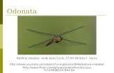 Odonata Aeshna isoceles -Isola della Cona, 27.05.08 foto F. Perco  .