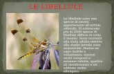 LE LIBELLULE Le libellule sono una specie di insetti appartenenti allordine odonata. Si conoscono più di 3500 specie di libellule diffuse in tutto il mondo.