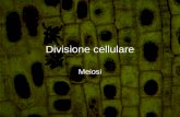 Divisione cellulare Meiosi. Definizione Divisione cellulare per cui si producono cellule uovo e cellule spermatiche. La produzione di cellule sessuali,
