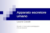 Apparato escretore umano Laura Casati Scuola: V liceo psico-pedagogico 2-3 ore lezione.