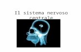 Il sistema nervoso centrale. SVILUPPO DEI SEGMENTI CEREBRALI E DEI VENTRICOLI. Fig. C. Cervello adulto Fig. A. Embrione ai primi stadi..