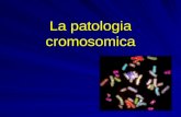La patologia cromosomica. LO STUDIO DEI CROMOSOMI: CITOGENETICA 0.5% DEI NEONATI: MALATTIE CROMOSOMICHE ANOMALIE CROMOSOMICHE IN CELLULE SOMATICHE: TUMORI.