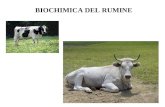 BIOCHIMICA DEL RUMINE. APPARATO DIGERENTE DI VARIE SPECIE.