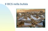 1 Il BCS nella bufala. BCS nella Bufala Per la bufala si utilizza in Italia la scala di Wagner opportunamente modificata. Consta di nove punti che variano.