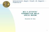 1 Università degli Studi di Napoli - Federico II BCS E ATTIVITA RIPRODUTTIVA NELLA SPECIE BOVINA Rossella Di Palo.