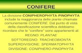 1CONIFERE La divisione CONIPHEROPHYTA-PINOPHYTA include la maggioranza delle piante chiamate comunemente CONIFERE. Dal punto di vista della classificazione.