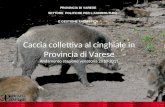 Caccia collettiva al cinghiale in Provincia di Varese Andamento stagione venatoria 2010-2011 P PROVINCIA DI VARESE SETTORE POLITICHE PER LAGRICOLTURA E.