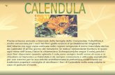 Pianta erbacea annuale o biennale della famiglia delle Compositae Tubuliflore,è molto conosciuta per i suoi bei fiori giallo-arancio.Eprobabilmente originaria.
