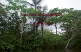 La Foresta Equatoriale e la Savana. Nelle zone tra i due tropici ci sono il clima equatoriale e il clima delle savane.