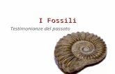 I Fossili Testimonianze del passato. I Fossili Cosa sono i fossili? All'inizio del 1800 gli scienziati giunsero alla conclusione che i fossili erano i.