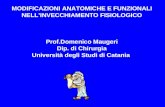 MODIFICAZIONI ANATOMICHE E FUNZIONALI NELLINVECCHIAMENTO FISIOLOGICO Prof.Domenico Maugeri Dip. di Chirurgia Università degli Studi di Catania.