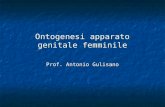 Ontogenesi apparato genitale femminile Prof. Antonio Gulisano.