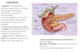 PANCREAS Il pancreas è una ghiandola voluminosa posta dietro lo stomaco, contro la parete posteriore delladdome, in posizione retroperitoneale; è in stretto.
