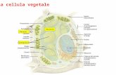 La cellula vegetale Cloroplasti Parete Vacuolo. Il vacuolo Mais Organulo delimitato da una membrana semipermeabile (= Tonoplasto) e contenente un succo