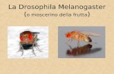 La Drosophila Melanogaster ( o moscerino della frutta )