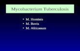 Mycobacterium Tuberculosis M. Hominis M. Bovis M. Africanum