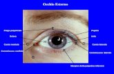 Commissura mediale Commissura laterale Canto medialeCanto laterale Piega palpebrale Margine della palpebra inferiore ScleraIride Pupilla Occhio Esterno.