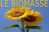 Cosa sono le biomasse Sintende per biomassa ogni sostanza organica derivante direttamente o indirettamente dalla fotosintesi clorofilliana che può essere.