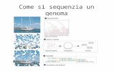 Come si sequenzia un genoma. DNA Genomico Approccio tradizionale: sequenziamento gerarchico (clone by clone) Sequenziamento genomico DNA genomico Subclonaggio.