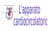 L'apparato cardiocircolatorio è costituito dal cuore e dai vasi sanguigni (arterie, vene e capillari), al cui interno circola il sangue che porta ossigeno.