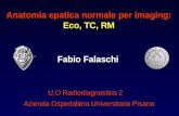 Anatomia epatica normale per imaging: Eco, TC, RM Fabio Falaschi U.O Radiodiagnostica 2 Azienda Ospedaliera Universitaria Pisana.