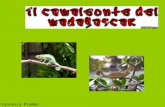 Francesca Piombo. Tra gli animali del Madagascar in via destinzione vi sono i rettili e, tra quest ultimi, vi è il camaleonte. Le cause di questo fenomeno.