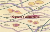 Tessuti Connettivi. Cosè il Connettivo? Il tessuto connettivo forma un continuo con il tessuto epiteliale, muscolare, nervoso e con le altre componenti.