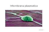 Membrana plasmatica 5 lezione. Prove sull'ipotesi del doppio strato lipidico. 1. il numero di molecole di fosfolipide che riveste un globulo rosso e'