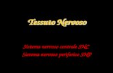 Tessuto Nervoso Sistema nervoso centrale SNC Sistema nervoso periferico SNP.