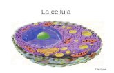 La cellula 2 lezione. Ipotesi sullorigine delle cellule fase biochimica e prebiologica Circa 4 miliardi di anni fa, la Terra era un pianeta ad alto contenuto.