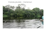 Foresta pluviale – Cameroun. Entandrophragma utile - Meliaceae.
