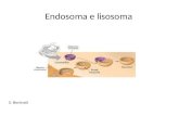 Endosoma e lisosoma S. Beninati. Endocitosi I meccanismi dellendocitosi comprendono: la fagocitosi, la macropinocitosi, lendocitosi mediata da clatrina,