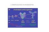LEMBRIOGENESI IN ARABIDOPSIS. LEmbriogenesi stabilisce le caratteristiche essenziali della pianta adulta Nelle piante, diversamente dagli animali lembriogenesi.