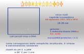 1 virus nudi capside icosaedrico 60 capsomeri (VP1, VP2 e VP3) : genoma : 1 molecola lineare DNAss 4.5 - 6 Kb i più piccoli virus a DNA 18-28 nm massaDNA/proteine.