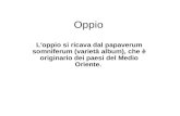 Oppio L'oppio si ricava dal papaverum somniferum (varietà album), che è originario dei paesi del Medio Oriente.
