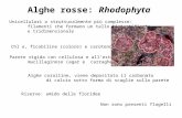 Alghe rosse: Rhodophyta Unicellulari o strutturalmente più complesse: filamenti che formano un tallo bistratificato e tridimensionale Chl a, ficobiline.