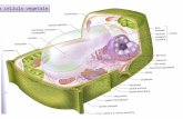 La cellula vegetale. Plastidi cloroplasti amiloplasti cromoplasti proplastidi ezioplasti leucoplasti