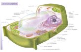 La cellula vegetale. Membrana plasmatica: natura a mosaico fluido 8 nm.