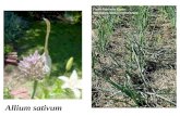 Allium sativum. FAMIGLIA: Liliaceae. HABITAT: diffuso in tutto il bacino del Mediterraneo, è attualmente coltivato anche in Cina. PARTE USATA: il bulbo.