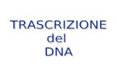 TRASCRIZIONE del DNA TRASCRIZIONE del DNA. DNA ---> RNA ---> Proteina TRASCRIZIONE TRADUZIONE.