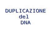 DUPLICAZIONE del DNA DUPLICAZIONE del DNA. Modello di Watson-Crick 1. molecola composta da due catene di nucleotidi 2. le due catene si avvolgono a spirale.