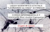 Organi di senso 1 LICEO SCIENTIFICO STATALE LEONARDO da VINCI di FIRENZE CORSO SPERIMENTALE F DOCENTE Prof. Enrico Campolmi Organi di senso.