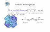 La lattato deidrogenasi (LDH o latticodeidrogenasi) è un enzima citoplasmatico con un'ampia distribuzione nei tessuti, dove catalizza l'interconversione.