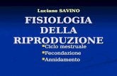 FISIOLOGIA DELLA RIPRODUZIONE Ciclo mestruale Ciclo mestruale Fecondazione Fecondazione Annidamento Annidamento Luciano SAVINO.