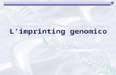 Limprinting genomico. Per epigenetica si intende qualsiasi attività di regolazione dei geni tramite processi chimici che non comportano cambiamenti nella.