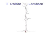 Il Dolore Lombare. 1.Anatomia 2.Movimenti della colonna ed innervazione 3.Semeiotica 4.Cause intrinseche ed intrinsiche. Patologie che determinano il.