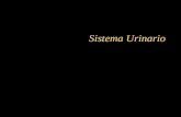Sistema Urinario. Il Sistema Urinario Disposizione Anatomica Reni Ureteri Vescica Urinaria Uretra.