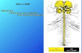 OMEOSTASI il Sistema Nervoso Vegetativo Cenni Anatomo-Fisiologici OMEOSTASI il Sistema Nervoso Vegetativo Cenni Anatomo-Fisiologici SNC e SNP.