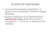 Enzimi di restrizione riconoscono sequenze specifiche, in genere di 4-6 nucleotidi, di DNA a doppio filamento. Queste sequenze sono generalmente palindromi,
